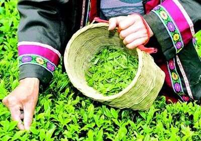 世博十大名茶排行榜(湖北十大名茶品牌排行榜)插图