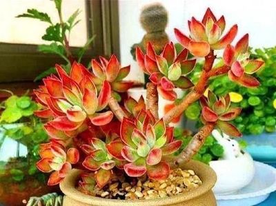 中国富贵排行榜(富贵县是中国的吗)插图