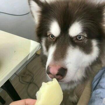 中国猛犬智商排行榜(猛犬智商排行榜前十名)插图