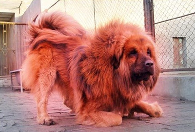 漫威十大名犬排行榜(十大斗狗名犬排行榜图片)插图1