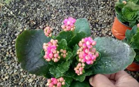 中国长寿花排行榜(中国的长寿花基地)
