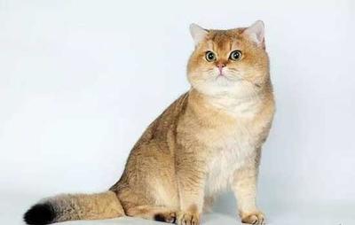 猫咪猫粮排行榜十大品牌(国内十大猫粮品牌排行榜对比)插图