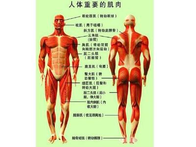 十大经络排行榜图片大全(做腿部经络的十大好处图片)插图2