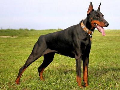世界十大重形犬排行榜(世界十大凶犬最新排名图片)插图1