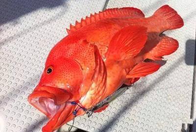 十大小型凶猛鱼排行榜(十大最凶猛的恐龙排行榜)插图