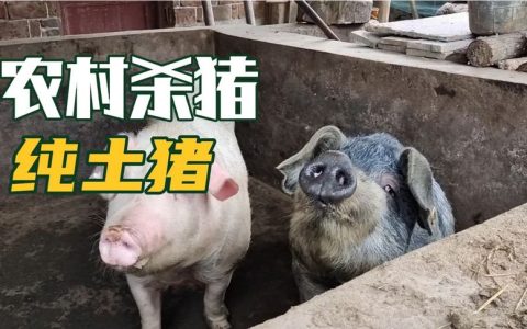 中国养猪土豪排行榜(河南养猪企业排行榜)