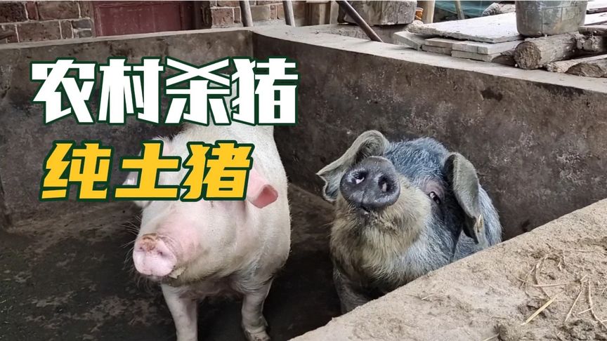 中国养猪土豪排行榜(河南养猪企业排行榜)插图