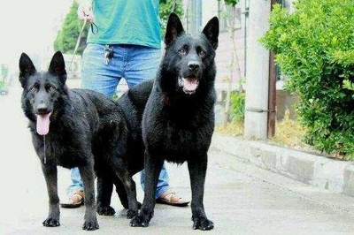 中国军犬十大品种排行榜(世界十大军犬排行榜前十名)插图1