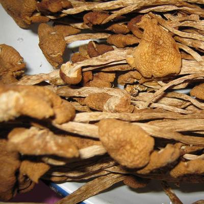 十大名贵植物药材排行榜(中国名贵动物药材排行榜)插图1