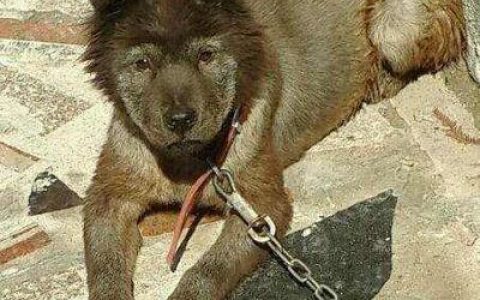 世界十大公狗排行榜最新(世界恶霸犬十大种公排行榜)