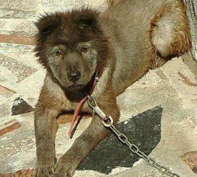 世界十大公狗排行榜最新(世界恶霸犬十大种公排行榜)插图
