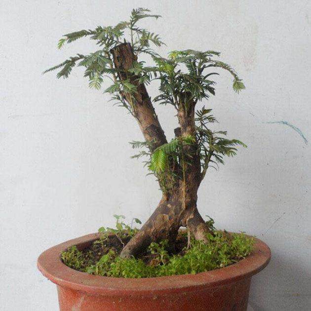 十大最不吉利的树种排行榜(十大盆景排行榜树种)插图1