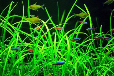 十大水草泥排行榜最新(十大水草灯排行榜)插图