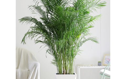 十大网红植物排行榜(十大网红植物叫什么)