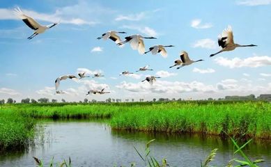 中国最强湿地排行榜(中国湿地面积排行榜前十名)插图