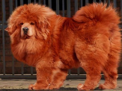 漫威十大名犬排行榜(十大斗狗名犬排行榜图片)插图