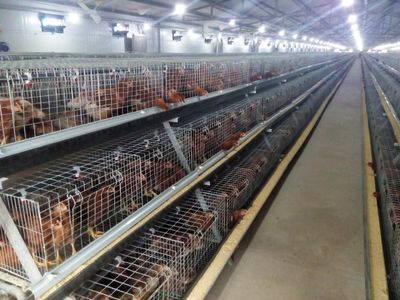 中国养猪行业排行榜(中国养猪百强企业排行榜)插图