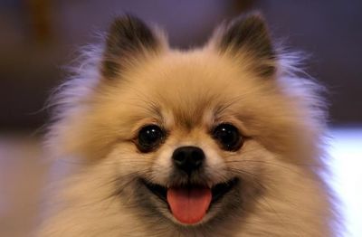 世界十大温顺犬排行榜最新(十大温顺的猫咪排行榜)插图2