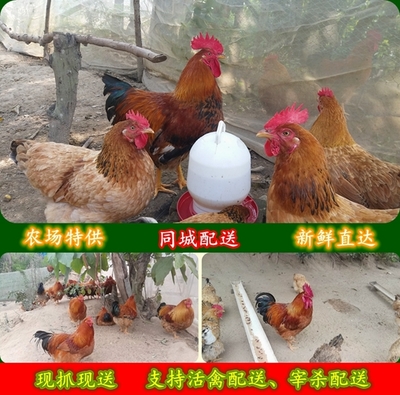 中国鸡饲料十大品牌排行榜(中国十大品牌鸡饲料排行榜前十名)插图