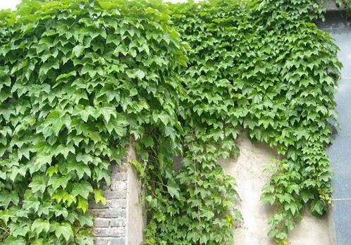 爬藤植物十大品牌排行榜(爬藤植物排行榜前十名)插图1