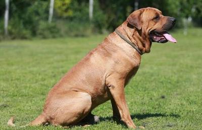 世界十大温顺犬排行榜最新(十大温顺的猫咪排行榜)插图1