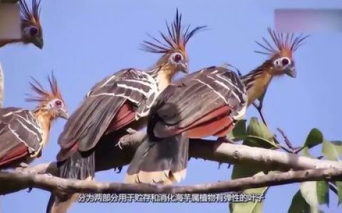 中国鸟王排行榜(中国鸟王王道贤)