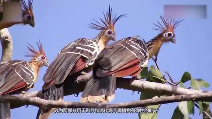中国鸟王排行榜(中国鸟王王道贤)插图