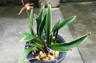 十大名贵茶花品种排行榜(十大名贵兰花品种)插图