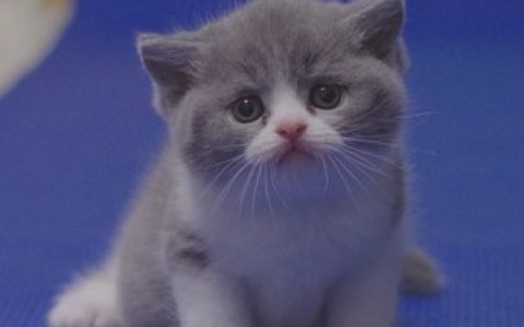 世界十大猫排行榜最新(世界猫品牌十大排行榜)
