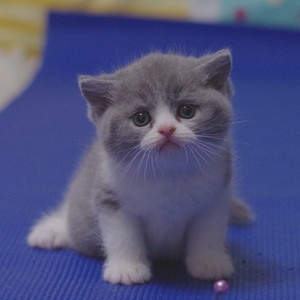 世界十大猫排行榜最新(世界猫品牌十大排行榜)插图