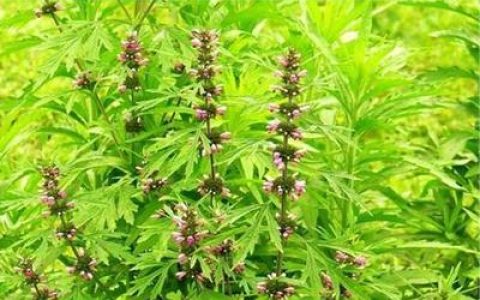 中国十大中草药排行榜(中国十大板材品牌排行榜有哪些)