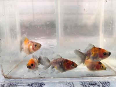 中国金鱼食物排行榜(金鱼易养排行榜)插图