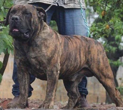 世界十大最佳犬种排行榜(世界十大攻击性犬种)插图4