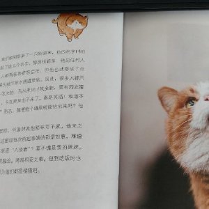 十大聪明宠物猫排行榜(十大聪明的狗狗排行榜)插图2