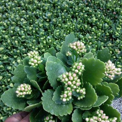 中国长寿花排行榜(中国的长寿花基地)插图1