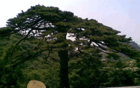 黄山十大名松排行榜(黄山十大名松分别是什么)