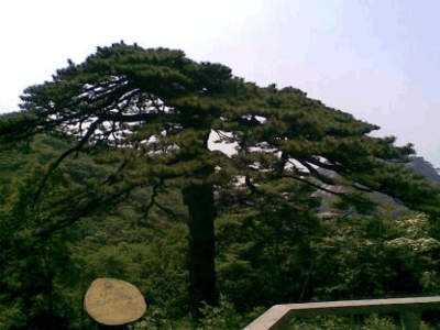 黄山十大名松排行榜(黄山十大名松分别是什么)插图