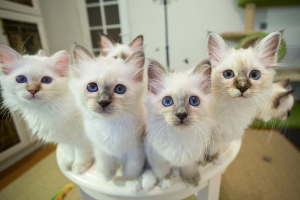 十大禁养萌猫排行榜(世界十大禁养名猫 老虎)插图