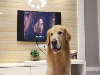 十大明星餐厅排行榜(十大名犬排行榜前十名)插图2