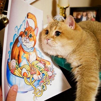 十大聪明宠物猫排行榜(十大聪明的狗狗排行榜)插图1