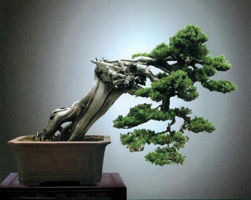 中国盆景价钱排行榜(中国盆景大师排行榜)插图3
