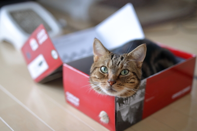 勇斗猫十大排行榜(猫笼品牌十大排行榜)插图