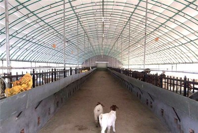 湖南十大养猪厂排行榜(全国十大养猪地区排行榜)插图1