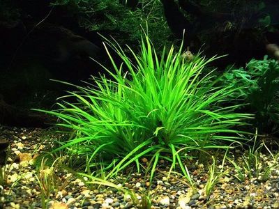十大耐高温红水草排行榜(水草灯十大名牌排行榜)插图1