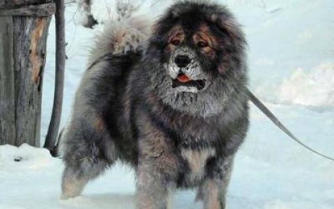 十大世界名刀排行榜(世界十大名犬排行榜)