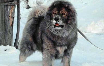 十大世界名刀排行榜(世界十大名犬排行榜)插图