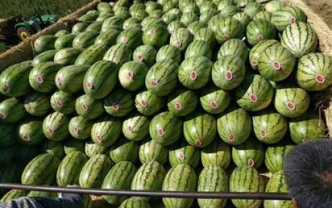 人民币十大品种排行榜(2022西瓜品种十大排行榜)