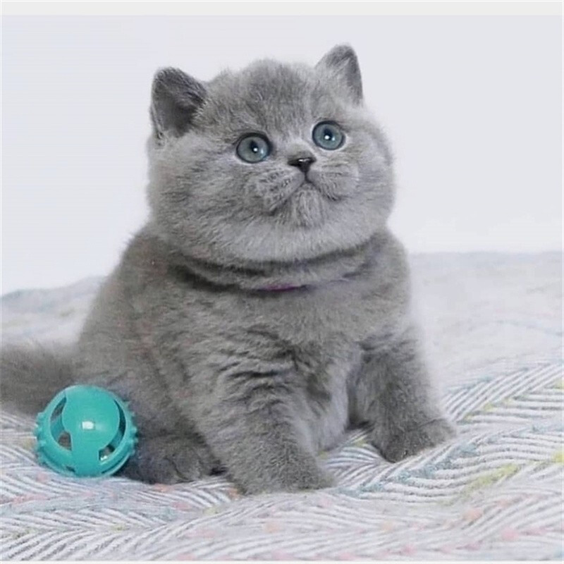 中国猫咪品种排行榜(贵族猫咪品种排行榜)插图