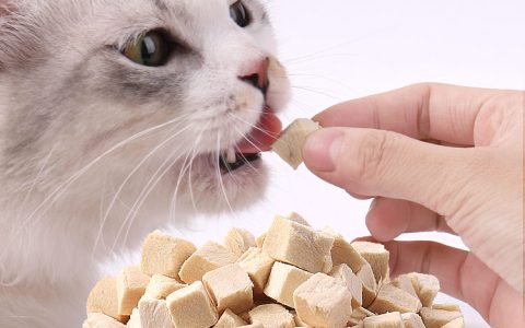 世界十大猫粮排行榜(国产十大猫粮品牌排行榜)