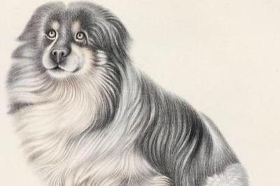中国明朝名犬排行榜(十大名犬排行榜前十名)插图